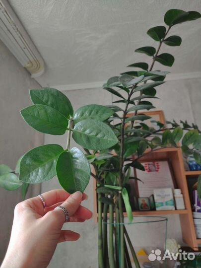 Замиокулькас