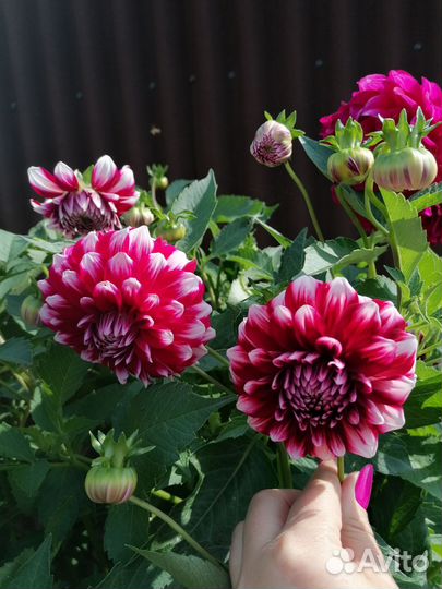 Растения для сада