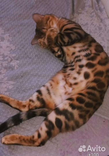 Кот на вязку