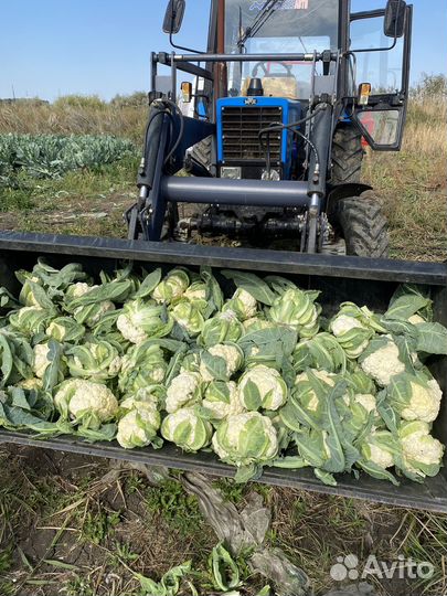 Цветная капуста