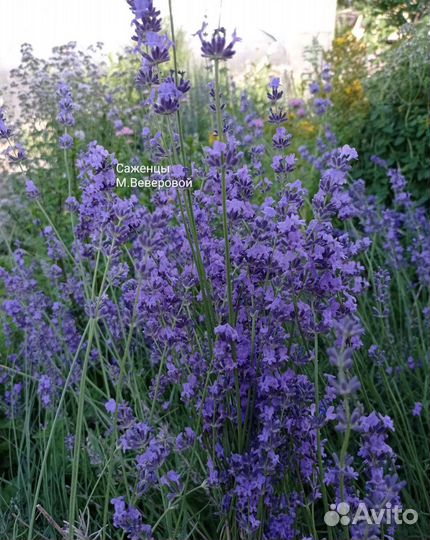 Травы мv для сада и цветы