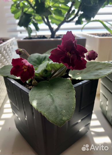 Комнатные цветы