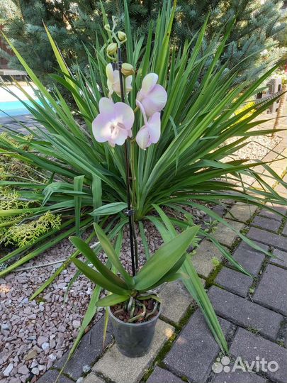 Орхидея фаленопсис биг лип Венецианский карнавал