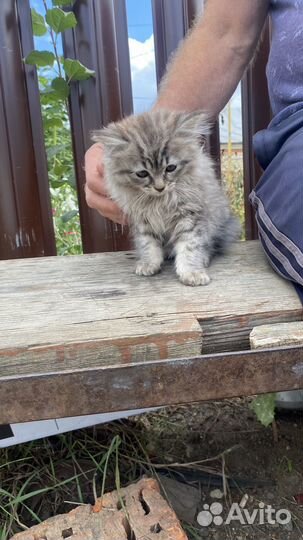 Пушистый комочек котенок в добрые руки