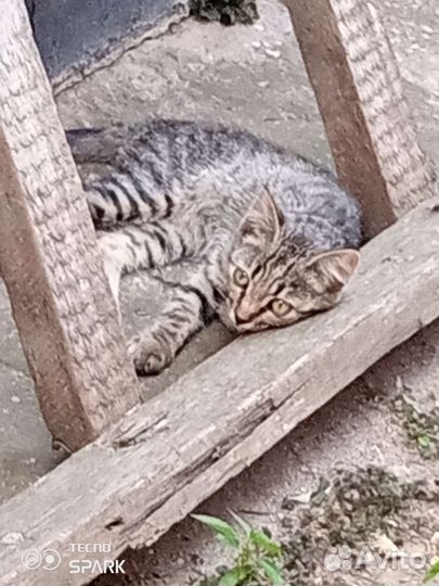 Отдам бесплатно двух котят