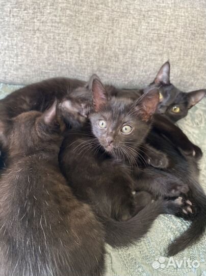 Котята в добрые руки бесплатно