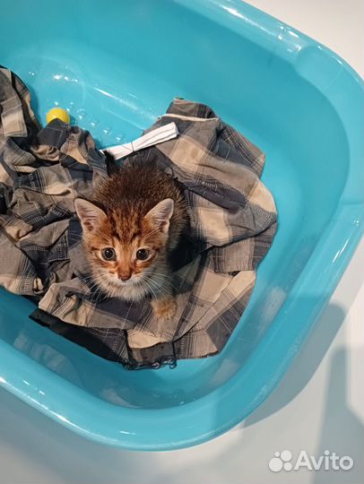 Бесплатно, в заботливые руки