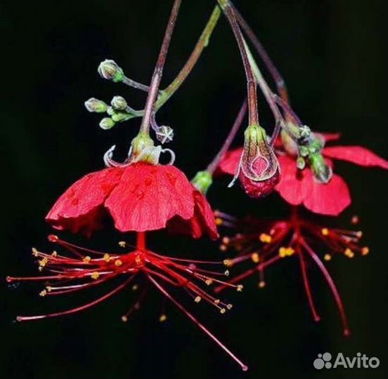 Гибискусы сортовые и мальвовое