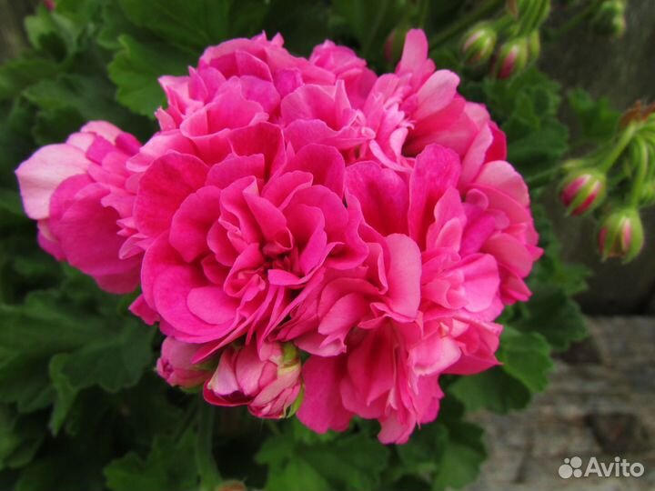 Пеларгония ла Сангрия