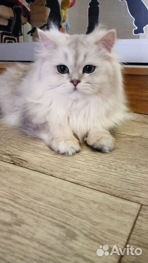 Британская Длинношерстная серебряная шиншилла