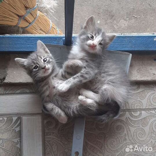 Котята