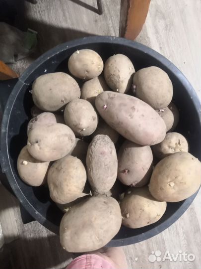 Продам картофель