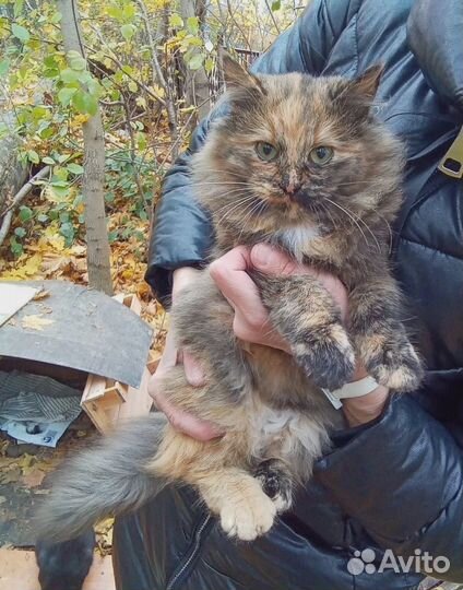 Пестренькая