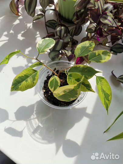 Комнатные растения цветы