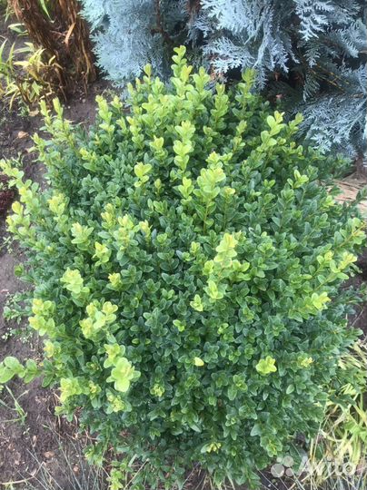Саженцы самшита