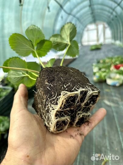 Саженцы клубники Богота