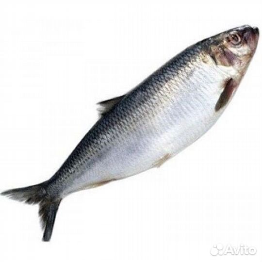 Корм для животных оптом рыба атлантическая