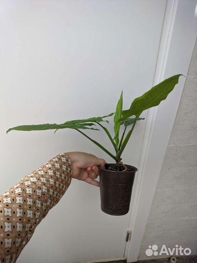 Сингониум Австралия