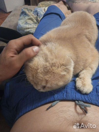 Кошки в добрые руки бесплатно