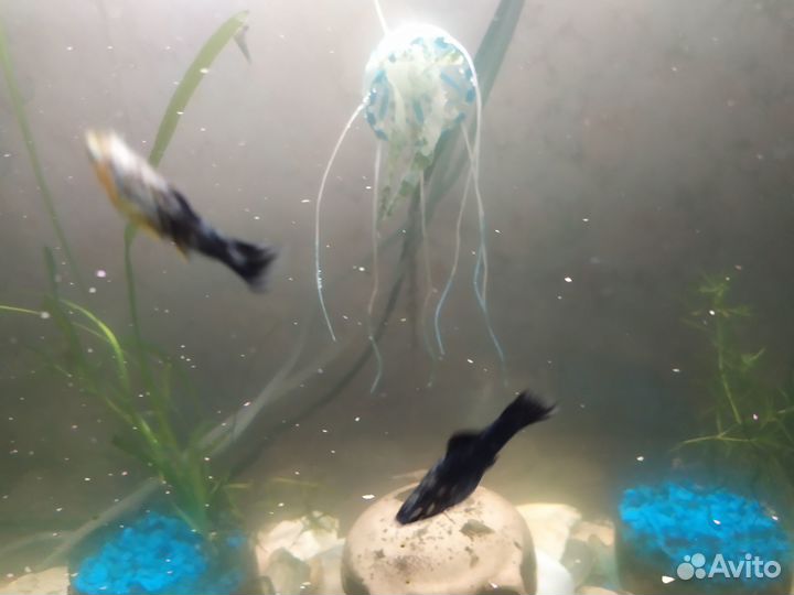 Моллинезия