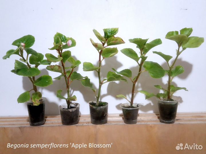 Бегония вечноцветущая махровая разные сорта