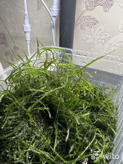 Криптокорина, яванский мох, Микрантемум