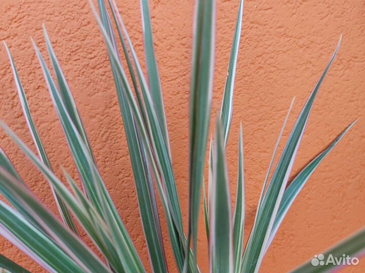 Драцена биколор