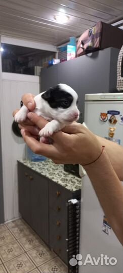 Китайская хохлатая пуховая- мини