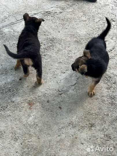 Немецкая овчарка