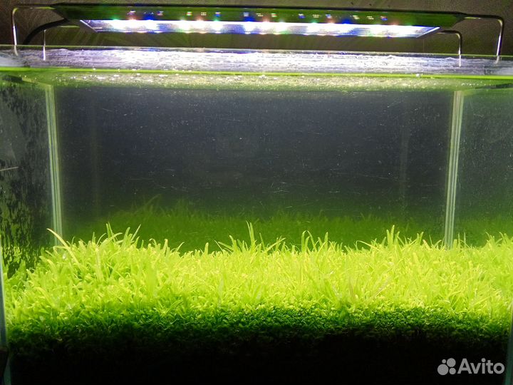 Аквариумные растения