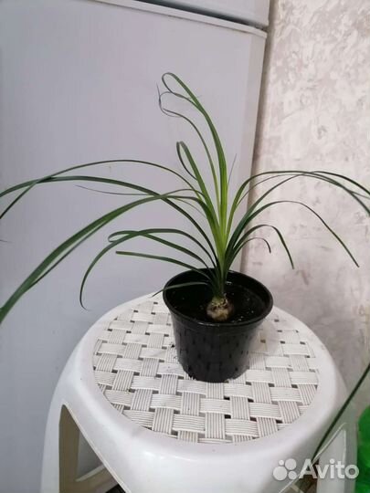 Бокарнея нолина