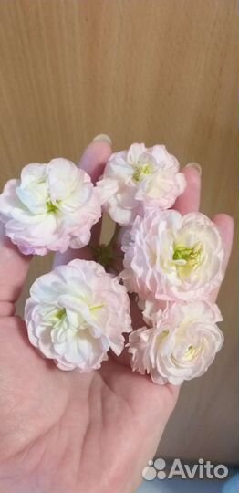 Та эммануэль пеларгония