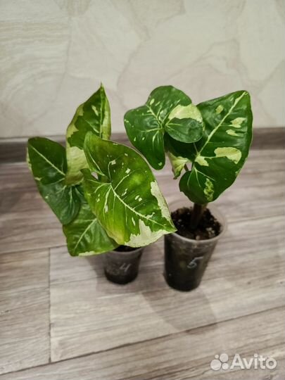 Сингониум панда