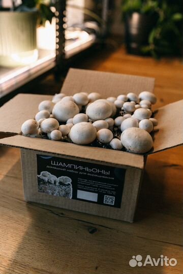 Подарочный набор для выращивания грибов