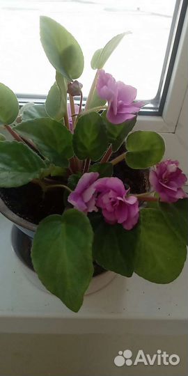 Фиалка сортовая