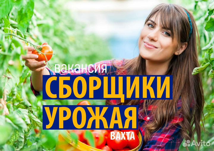 Вахта/Сборщики урожая в Краснодарском крае