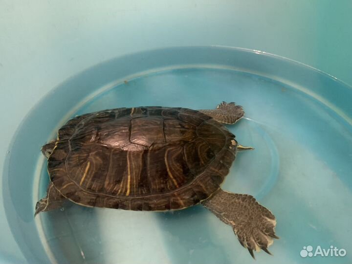 Красноухая черепаха