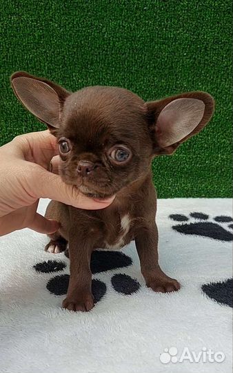 Чихуахуа кукольный мальчик шоколад
