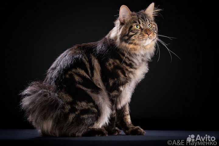 Вязка. Курильский бобтейл