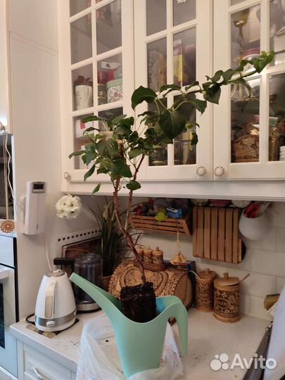 Бронь. Гортензия черешковая, лиана