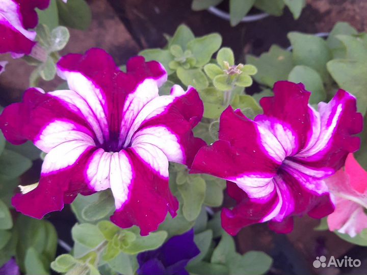 Петунья оптом