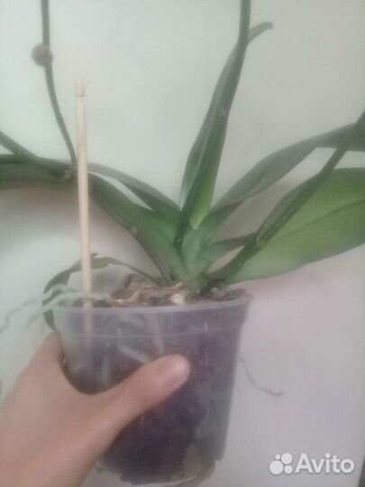 Орхидея фаленопсис Горизонт