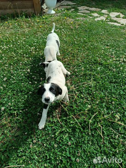 Отдам в добрые руки