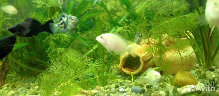 Рыбки цихлазома