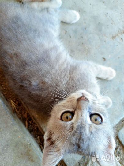 Кошка в дар бесплатно