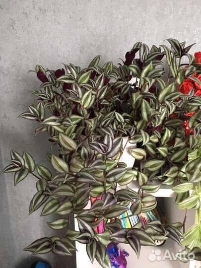 Традесканции