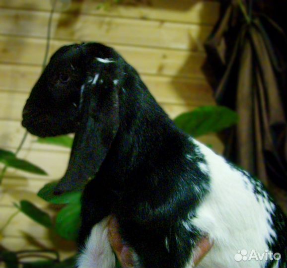 Козлята от элитной козы