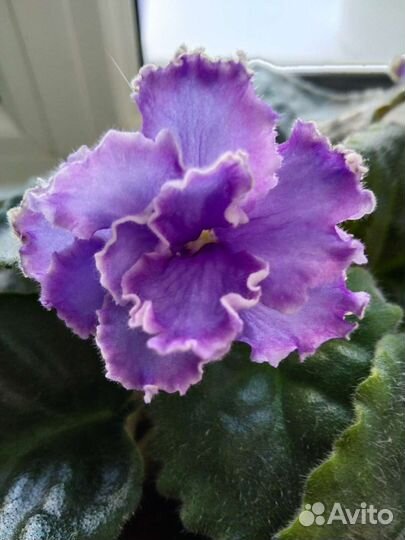 Сортовые фиалки