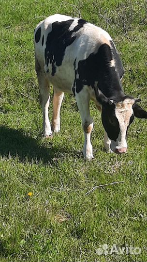 Телка 1.2 года