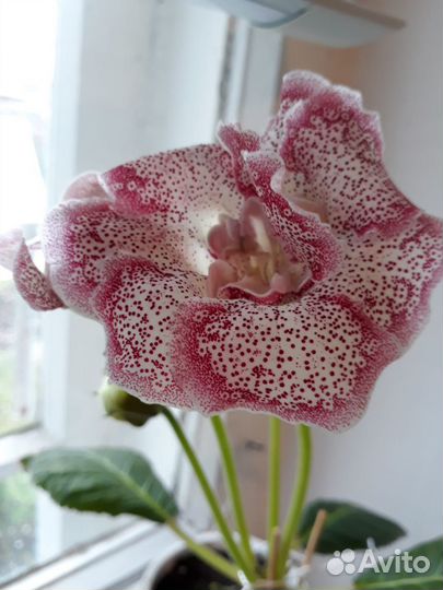 Глоксиния ростки